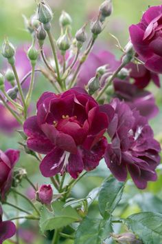 purple flowers are blooming in the garden