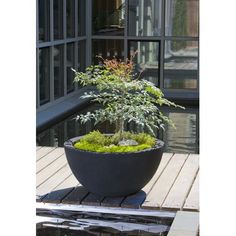 a potted plant sitting on top of a wooden table