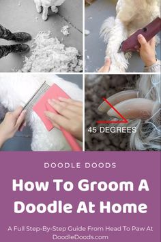 how to groom a poodle at home step by step guide from head to paw at doodledogs com