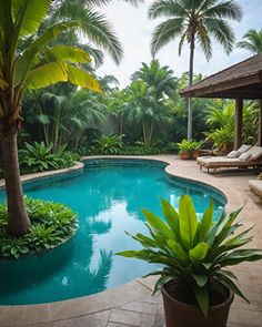 an outdoor pool surrounded by palm trees and greenery