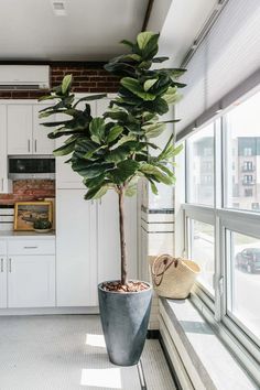 a potted plant sitting on top of a window sill next to a kitchen