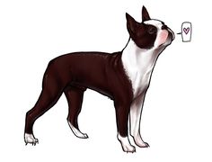 a drawing of a boston terrier dog looking up at something in the air with its mouth open