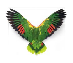 a green and red bird with its wings spread out in front of a white background