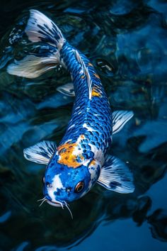 a blue and white koi fish swimming in the water