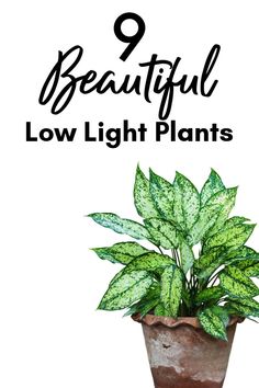 a potted plant with the words 9 beautiful low light plants