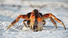 a close up of a crab in the sand