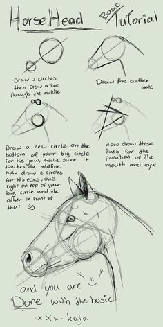 how to draw a horse's head with different angles and lines on the face