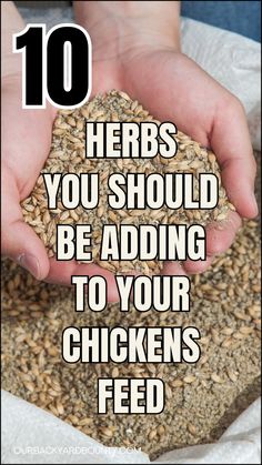 hands holding seeds with the words 10 herbs you should be adding to your chickens feed