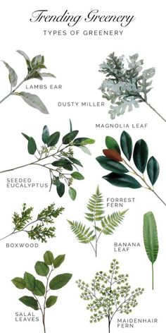 an iphone screen showing different types of plants and leaves on the same page, with text below