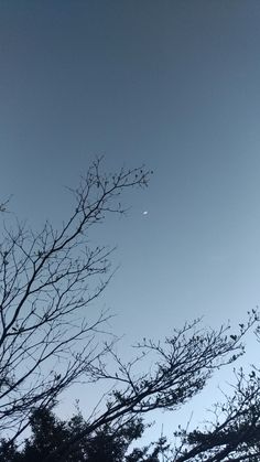 an airplane is flying in the sky above some trees and branches with no leaves on them