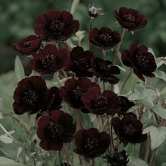 a bunch of dark colored flowers with green leaves in the foreground and trees in the background