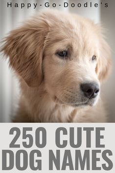 a dog with the words happy - go - doodle's 250 cute dog names