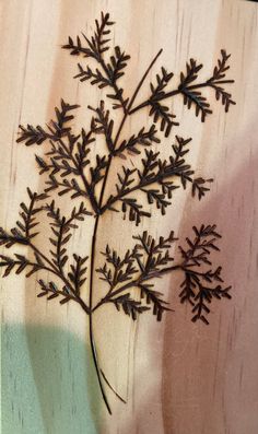 a close up of a plant on a wooden surface