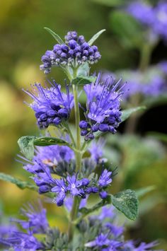 purple flowers with green leaves in the foreground