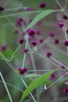 small purple flowers with green leaves in the background