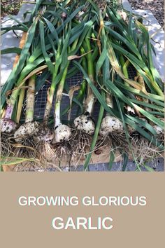 growing garlic in a garden bed Midwest Garden, Grow Garlic, Home Vegetable Garden, Autumn Garden, Last One, Vegetable Garden, Health Benefits, Garden Plants