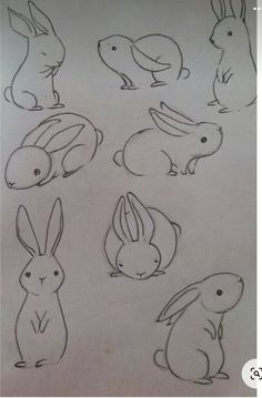 several drawings of rabbits sitting on top of a piece of paper