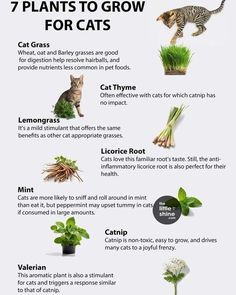 the 7 plants to grow for cats