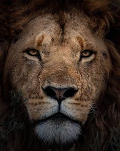 a close up photo of a lion's face