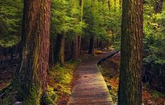 a wooden walkway in the middle of a forest