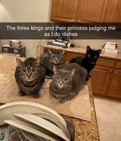 three cats sitting on top of a kitchen counter next to plates and cups with caption that reads, the three kings and their princess judging me as i do dishes