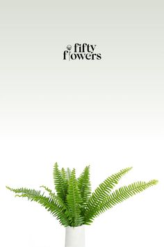 A bouquet of sword fern. Diy Flowers Wedding, Fern Wedding, Silver Dollar Eucalyptus, Diy Wedding Flowers, Fern Green