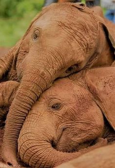 two baby elephants cuddle together in the dirt