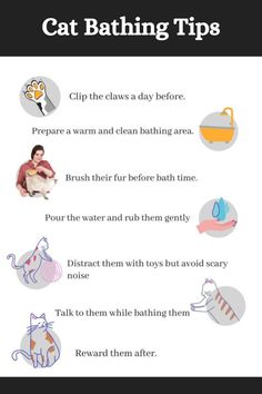 a poster with instructions on how to use cat bathing tips for cats and kittens