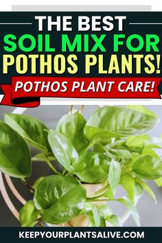 Want to master pothos plant care? It starts from the dirt up! Here’s what you need to know about the best soil mix for pothos plants! Homemade Plant Fertilizer, Potting Plants, Fertilizer For Plants, Garden Harvest