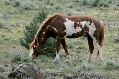 a brown and white horse grazing on grass in the middle of a field with rocks