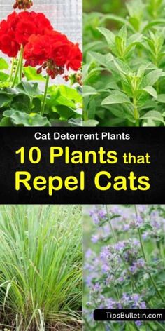 the top ten plants that repel cats