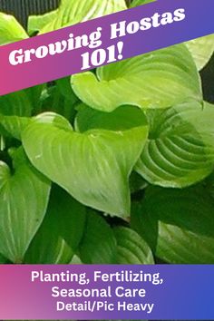 a green plant with the words growing hostas 101 on it's bottom corner