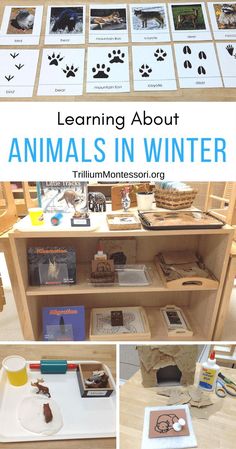 learning about animals in winter is fun and easy