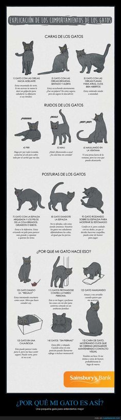 a poster showing different types of cats and how they can use it to teach them