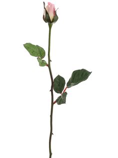 a single pink rose with green leaves on a white background