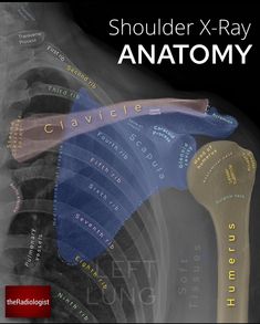 the cover of shoulder x - ray anatomy