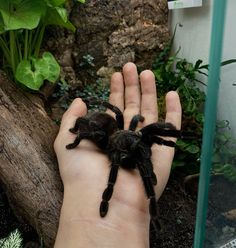 #tarantula #blackspider #pterinopelmasazimai #spider #cutecore Pet Tarantula Aesthetic, Pet Tarantula Enclosure, Trantuala Spider Cute, Brazilian Black Tarantula Enclosure, Aesthetic Tarantula, Pretty Tarantula, Tarantula Plush, Tarantula Aesthetic, Tarantula Enclosure Ideas