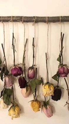 several dried flowers are hanging on a wall