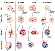 different stages of the life cycle of an animal's cell, including reproductional cells