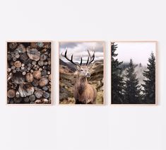 three framed photographs of deer in the woods