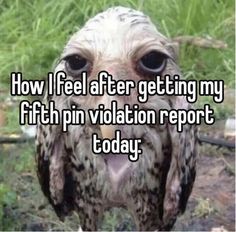 an owl with the words how i feel after getting my fifth pin violation report today