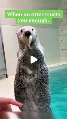 an otter is standing on its hind legs in the water and it's mouth is open