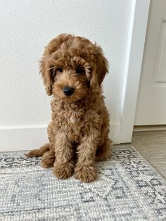 a small brown dog sitting on top of a rug next to a white wall and door