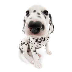 a dalmatian puppy sitting on the ground looking at the camera