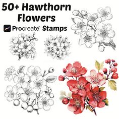 flowers are shown with the words, 50 + hawthorne flowers procreate stamps on them