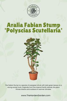 Transform your indoor space with the exotic Aralia Fabian Stump (Polyscias Scutellaria). This unique plant features sculptural, woody stems and lush, green foliage, adding an architectural touch to any room. Perfect for plant lovers seeking a distinctive and elegant addition to their collection! 🌿✨ #AraliaFabian #ExoticHousePlants #HousePlants #IndoorGarden #PlantLovers #HomePlants #GreenDecor #NatureInHome #PlantAesthetic Aralia Fabian, Exotic House Plants, Indoor Jungle, Plant Aesthetic, House Plant Care, Evergreen Shrubs