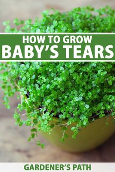 a potted plant with baby's tears in it and the title how to grow baby's tears