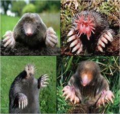 four pictures of different types of animals with their hands in the air and on top of each other