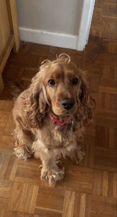 a brown dog sitting on top of a hard wood floor next to a white door