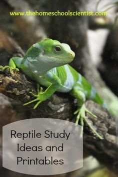 a green lizard sitting on top of a tree branch with the words reptile study ideas and printables